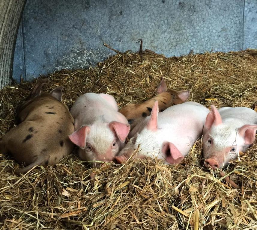 Freshwater Creek Cottages & Farm Stay 토키 외부 사진